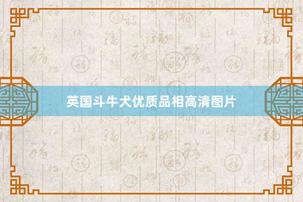 英国斗牛犬优质品相高清图片