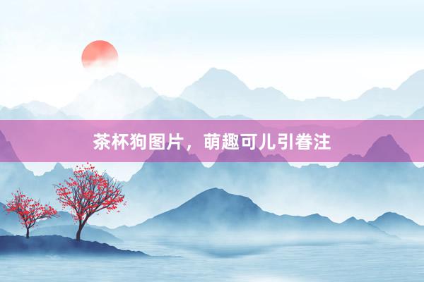 茶杯狗图片，萌趣可儿引眷注